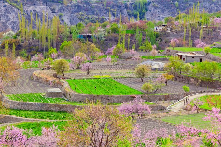 Hunza KKH Spring Blossom Essence