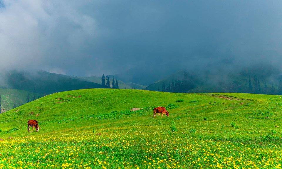 Shogran