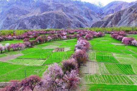 Classic Gilgit Baltistan Spring Blossom
