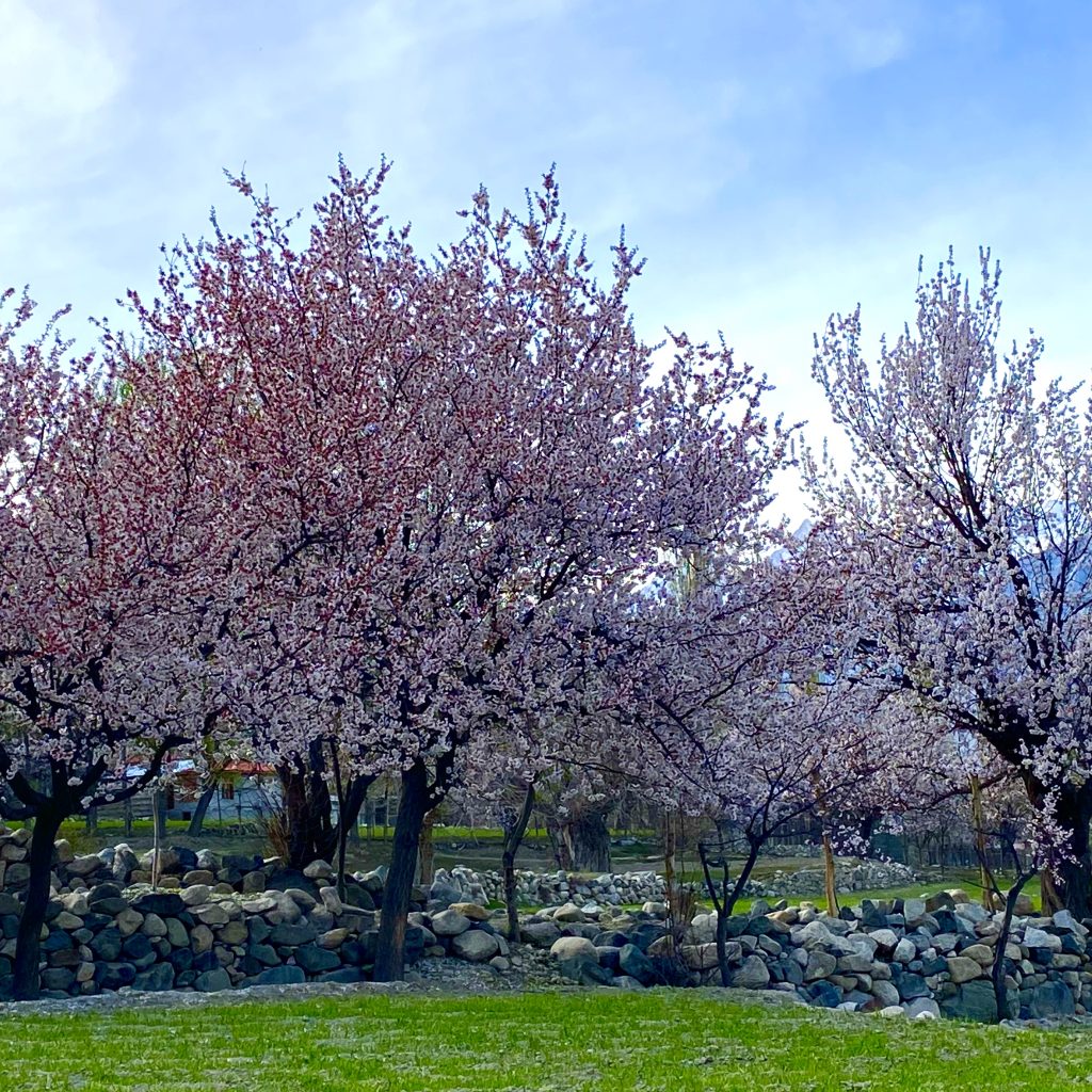 cherry blossom in Shigar valley
